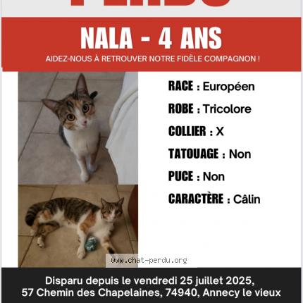 Photo 1/1 Nala Chat lost in Annecy