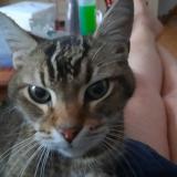 Picture of cat found at Paris