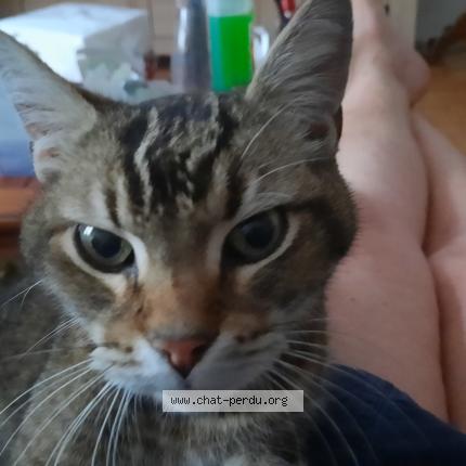 Photo 1/1 Found cat Found in Paris