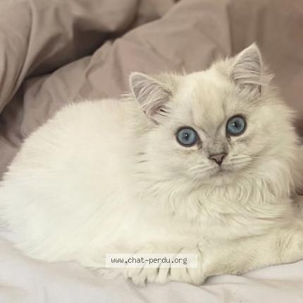 Photo 1/1 Kirikou Chat lost in Castelnaudary