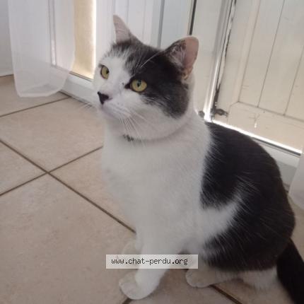 Photo 1/1 Milo Chat lost in Moirans