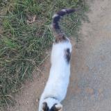 Picture of cat found at Neu