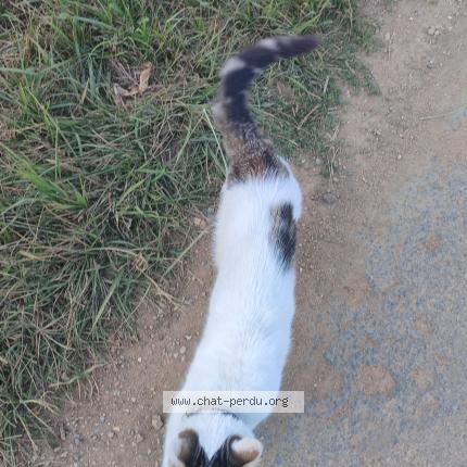 Photo 1/1 Found cat Found in Neu