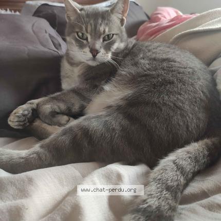 Photo 1/1 Lenka Chat lost in Eaunes