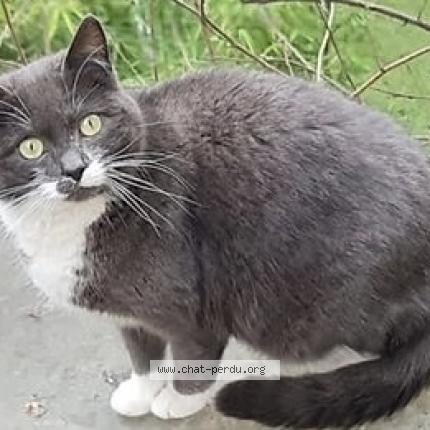 Photo 1/1 Monica Chat lost in Noisy le sec