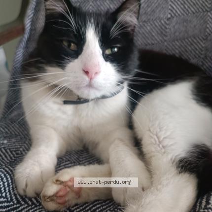 Photo 1/1 Jean jacques Chat lost in Guer