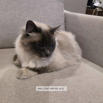 Photo 1/1 Found cat Found in Caen