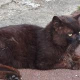 Picture of cat found at Lomme