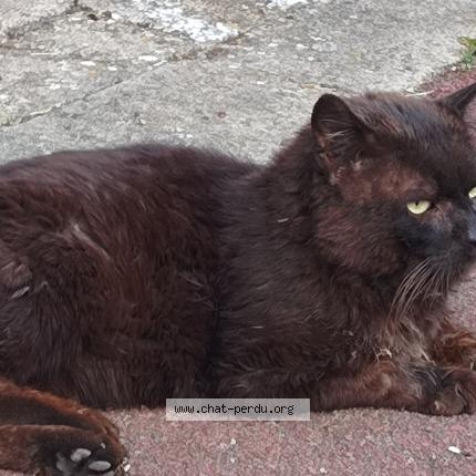 Photo 1/1 Found cat Found in Lomme