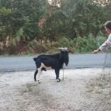 Picture of cat found at Montguyon