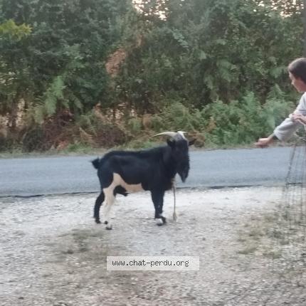 Photo 1/1 Found cat Found in Montguyon