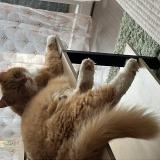 Picture of cat lost at Blainville Sur Orne