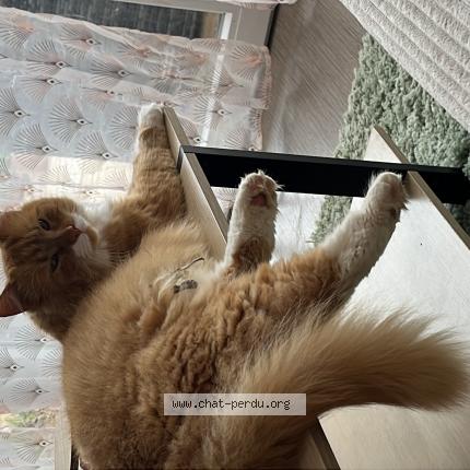 Photo 1/1 Rajah Chat lost in Blainville sur orne