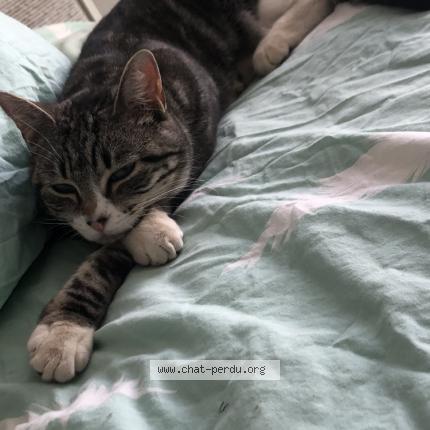 Photo 1/1 Ruby Chat lost in Valence