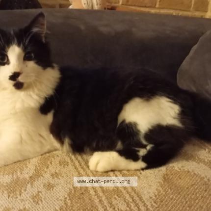 Photo 1/1 Thao Chat lost in Cuincy