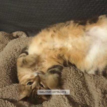 Photo 1/1 Sothys Chat lost in Marseille