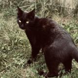 Picture of cat lost at Arsac