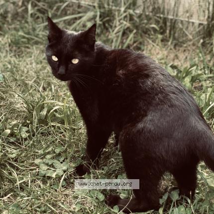 Photo 1/1 Cat reunited Lost in Arsac