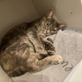 Picture of cat lost at Arsac