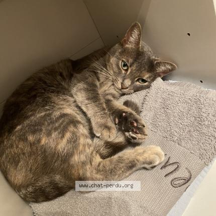 Photo 1/1 Mono&iuml; Chat lost in Arsac