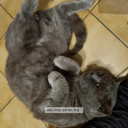 Photo 1/1 Guismo Chat lost in Garat