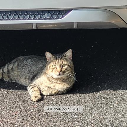 Photo 1/1 Tigris Chat lost in Brest