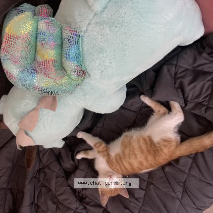 Photo 1/1 Alfred Chat lost in Gond pontouvre