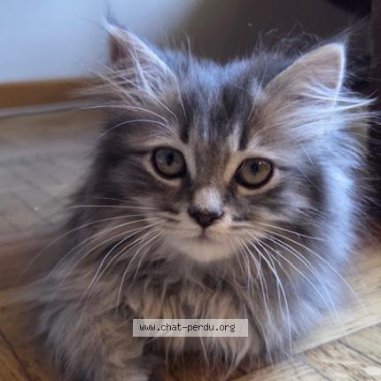 Foto 1/1 Wiedergefundene Katze Verloren in Carouge