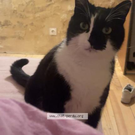 Photo 1/1 Micio Chat lost in Saint germain du puch