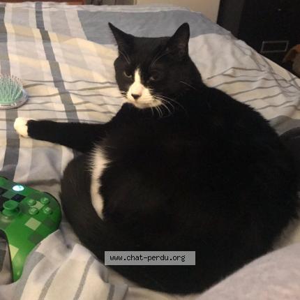 Photo 1/1 Ga&iuml;a Chat lost in Montreal