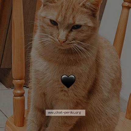 Photo 1/1 Stella Chat lost in Avroult