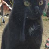 Picture of cat lost at La Bruffiere