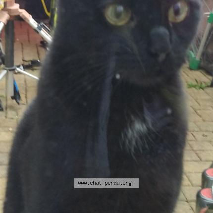 Photo 1/1 Minette Chat lost in La bruffiere