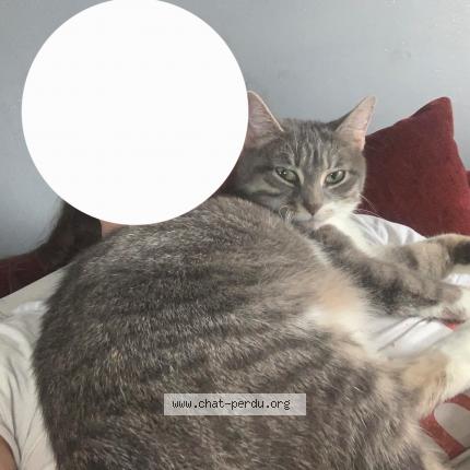 Photo 1/1 Mana Chat lost in Calais