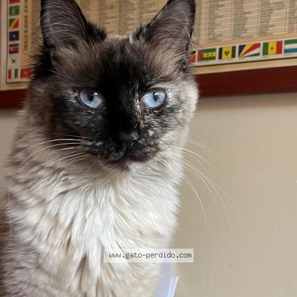 Photo 1/1 Reunited cat Lost in Santiago