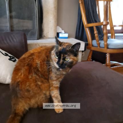 Photo 1/1 Molly Chat lost in Vilde guingalan