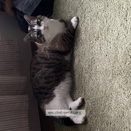 Photo 1/1 Neige Chat lost in Nancy