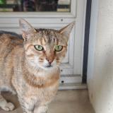 Picture of cat found at Muret