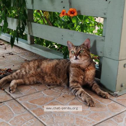 Photo 2/2 Found cat Found in Muret