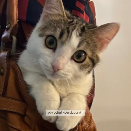 Photo 1/1 Venus Chat lost in Montertelot