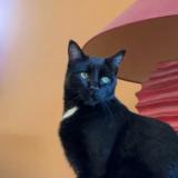 Picture of cat lost at Le Cheylard