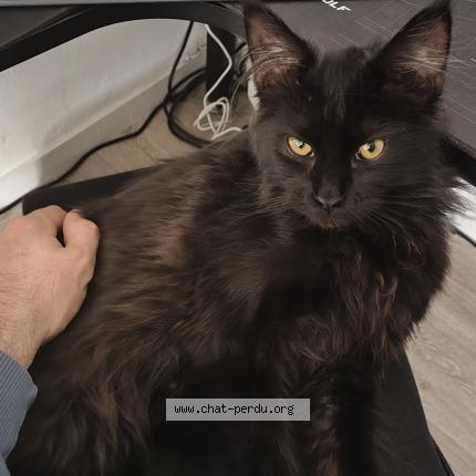 Photo 1/1 Tia Chat lost in Villeneuve d ascq