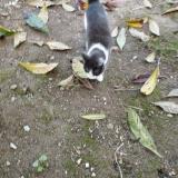 Picture of cat found at Brest