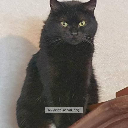 Photo 1/1 Cat reunited Lost in Nantes