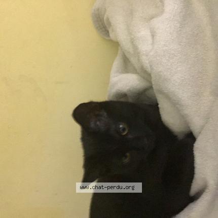 Photo 1/1 Mouniss Chat lost in Lille