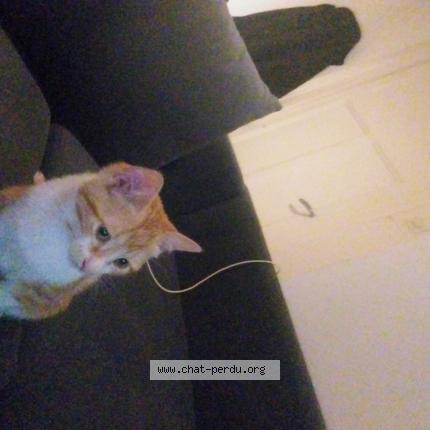 Photo 1/1 Élodie Bonnet Chat lost in Saint etienne