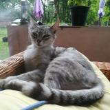 Picture of cat lost at Cachen