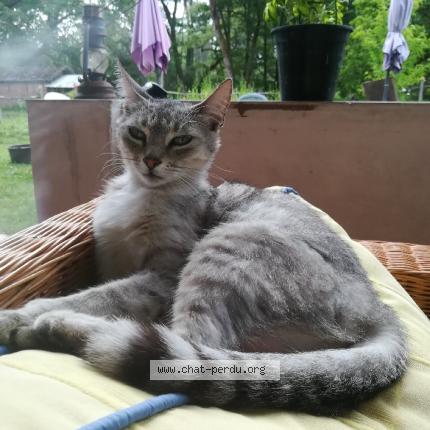 Photo 1/1 JADE Chat lost in Cachen