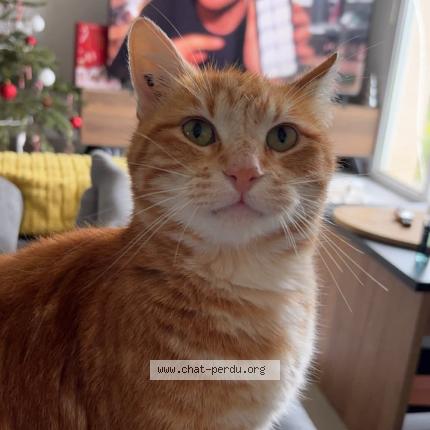 Photo 1/1 Diego Chat lost in Roquefort