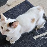 Picture of cat found at Ecuille